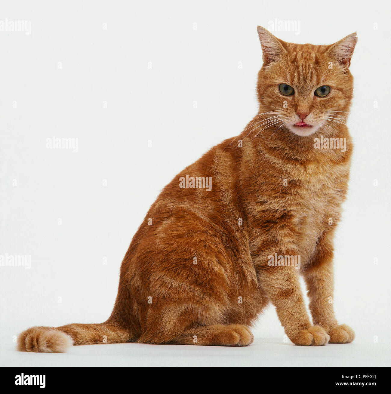 Ginger tabby Katze sitzend - Seitenansicht Stockfoto