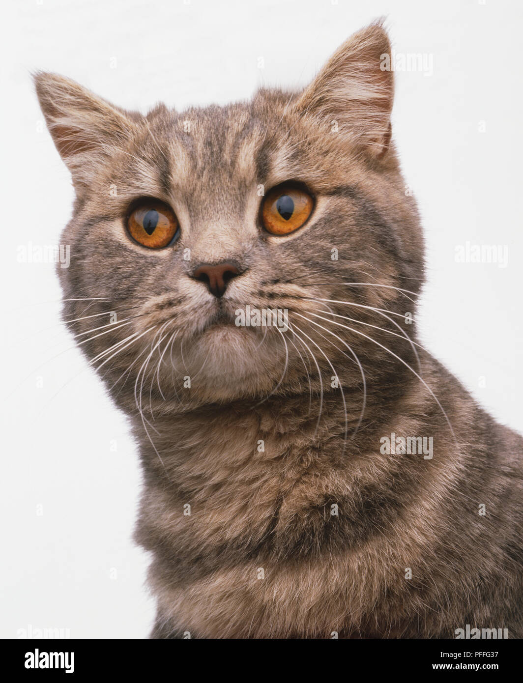 Angesichts einer braun Tabby Exotic Shorthair Katze (Felis catus) Stockfoto