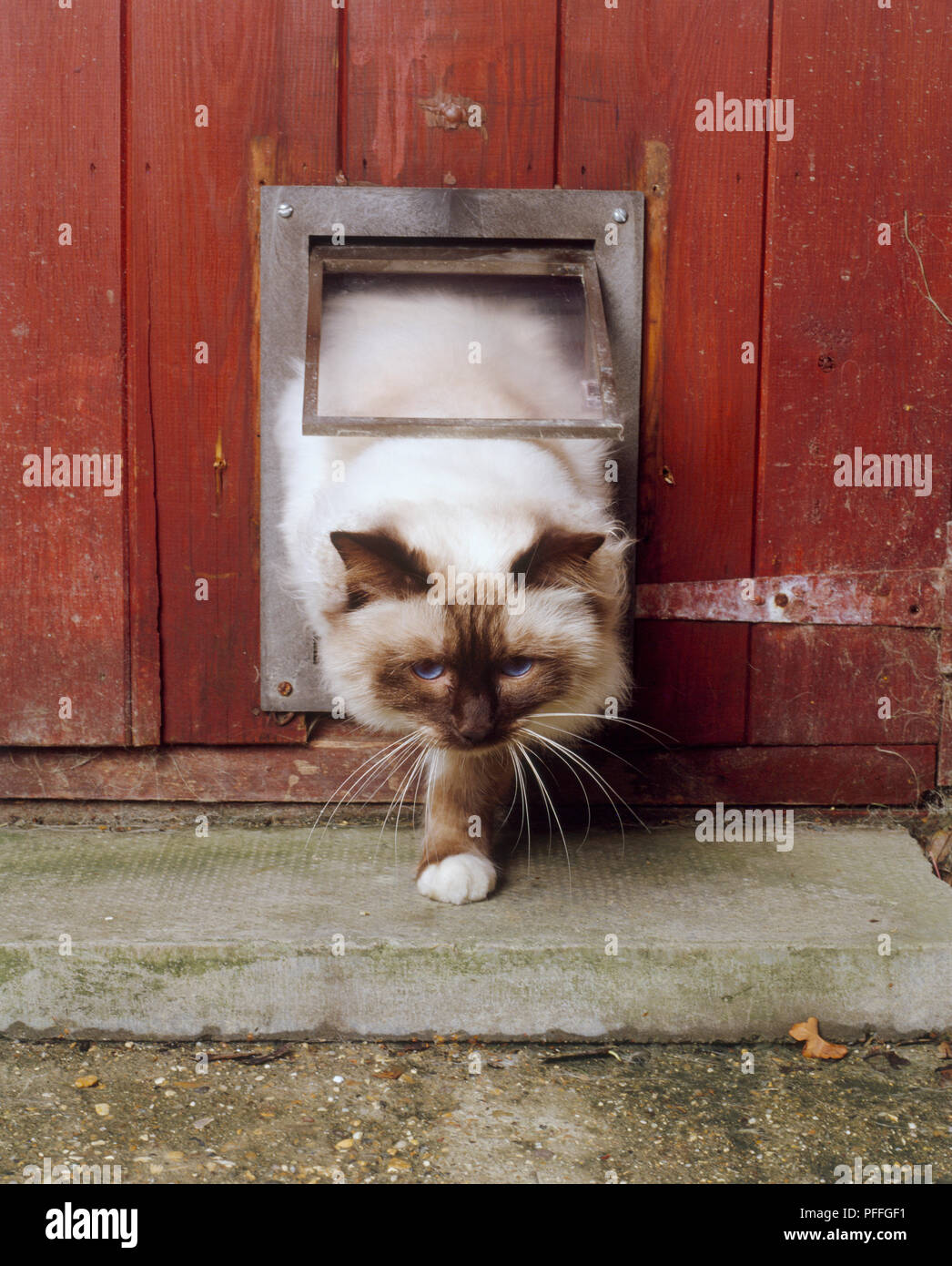 Katze geht durch eine Katzenklappe, außen, eine vordere Pfote auf Boden, Kopf nach vorn. Stockfoto