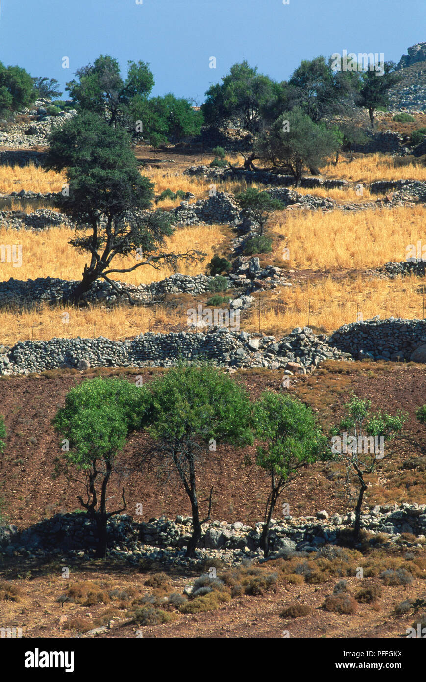 Griechenland, Tilos, eine Mandel Obstgarten. Stockfoto