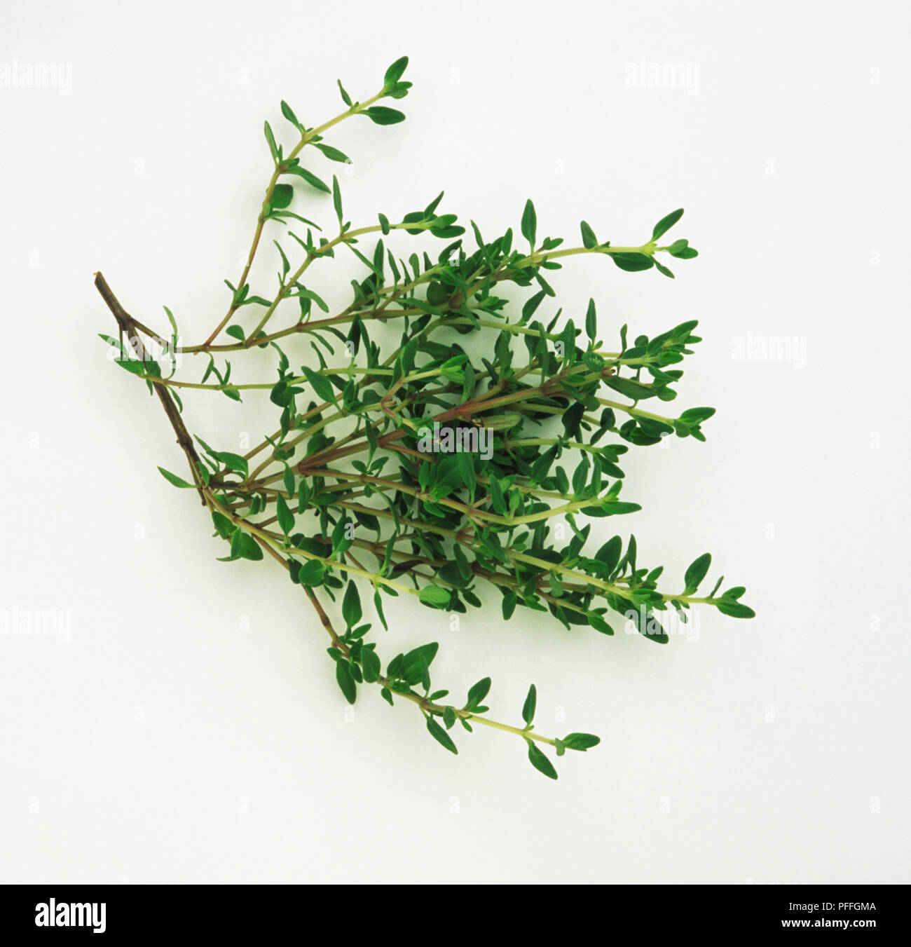 Thymus x praecox, Zitronenthymian, variable Hybrid mit Eiförmig Blätter lanzettlich. Stockfoto