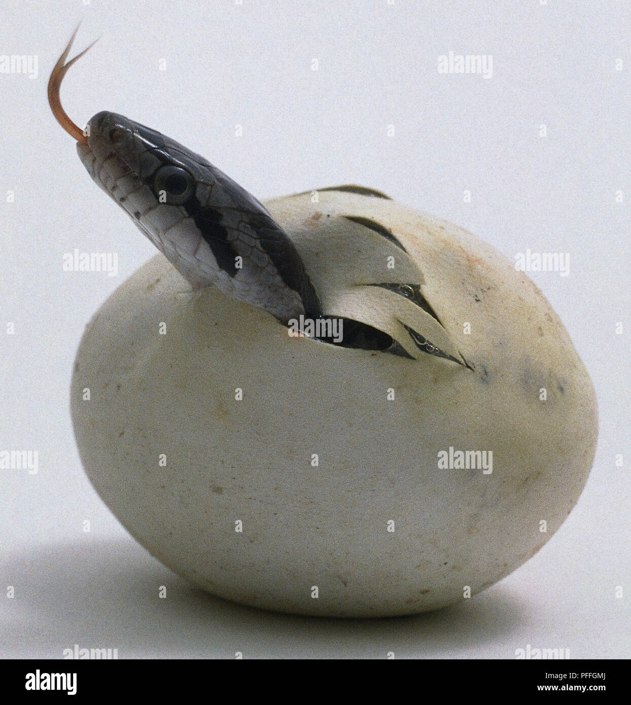 Kopf einer ratsnake, mit seiner Zunge heraus und Verkostung der Luft, die sich aus einem Ei. Stockfoto