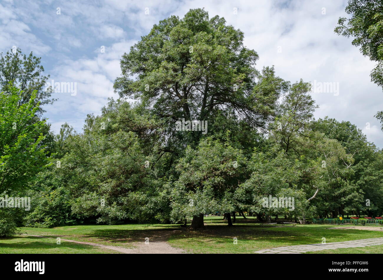 Neue und alte Holzbank, auf einer Wiese im Wald an natürlichen Old West Park, Sofia, Bulgarien Stockfoto