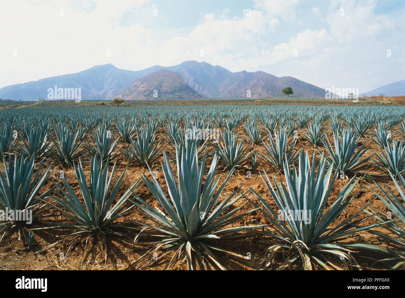 Mexiko, Agave tequilana Weber, Agave Pflanze, die im Feld mit Bergen im  Hintergrund Stockfotografie - Alamy