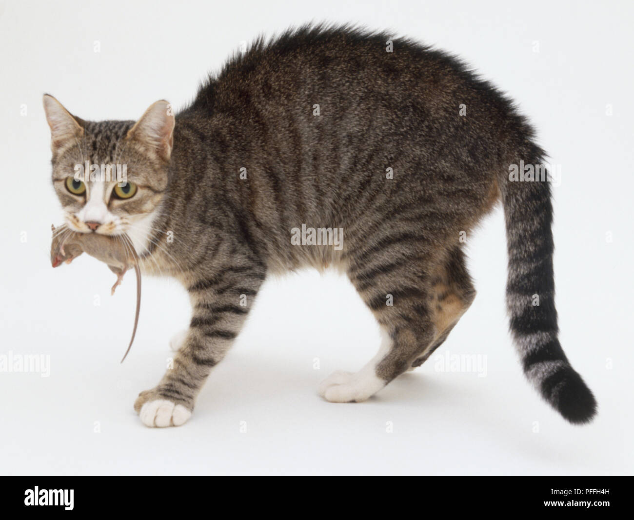 Tabby und weißen inländischen Kurzhaar Hauskatze (Felis silvestris catus), stehend mit einer toten Maus im Maul, an der Kamera suchen, Seitenansicht. Stockfoto