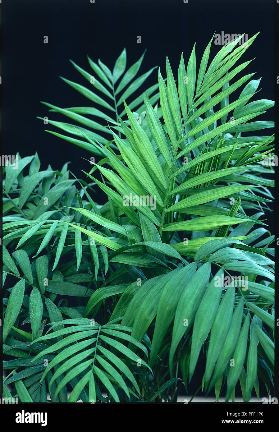 Nahaufnahme der Feder-geformte Blätter von vielen glänzenden Prospekten der immergrünen, schlanke Palm Chamaedorea elegans Syn. Neanthe Bella (Zwerg Berg Palm, Parlor Palm). Stockfoto