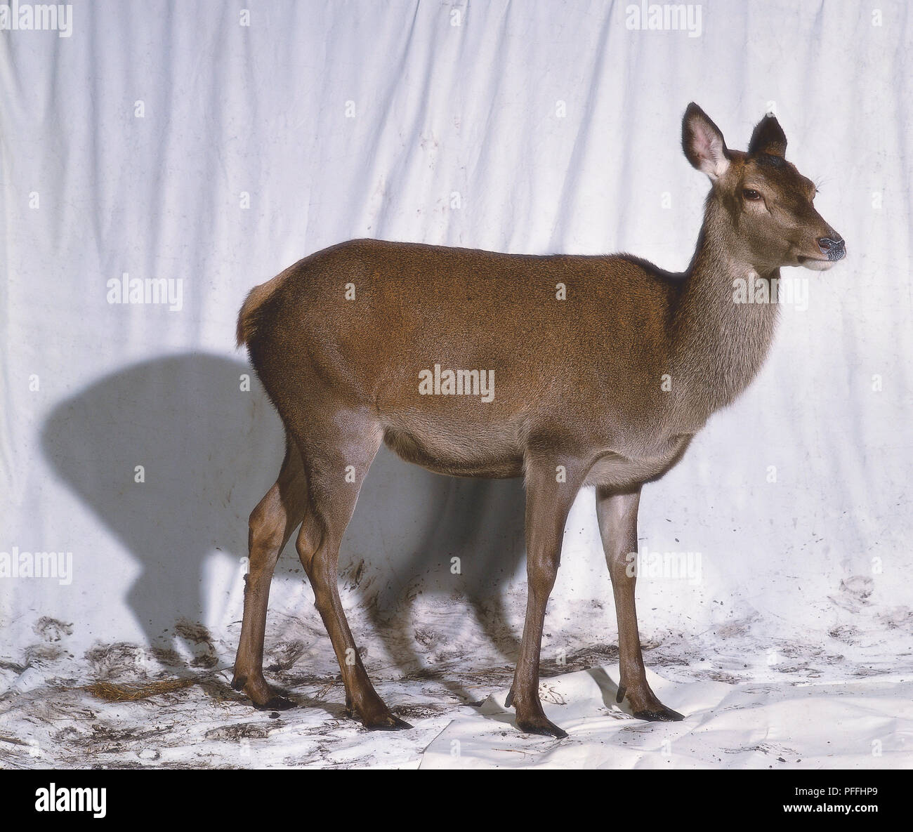 Weiblichen Rotwild oder Hind (Cervus elaphus), Seitenansicht Stockfoto