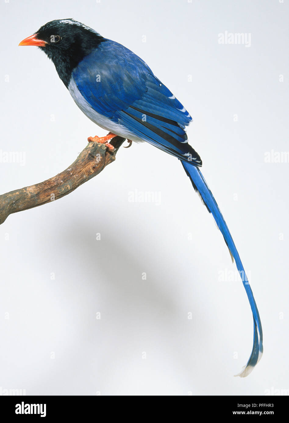 Seitenansicht eines Red-Billed Blue Magpie, Urocissa erythoryhncha, hocken auf einem Zweig, mit Kopf im Profil, in dem die weiße Krone Streifen, glänzenden blauen Gefieder, langen, überhängenden, graduierte Schwanz, und kurze, starke Beine. Stockfoto