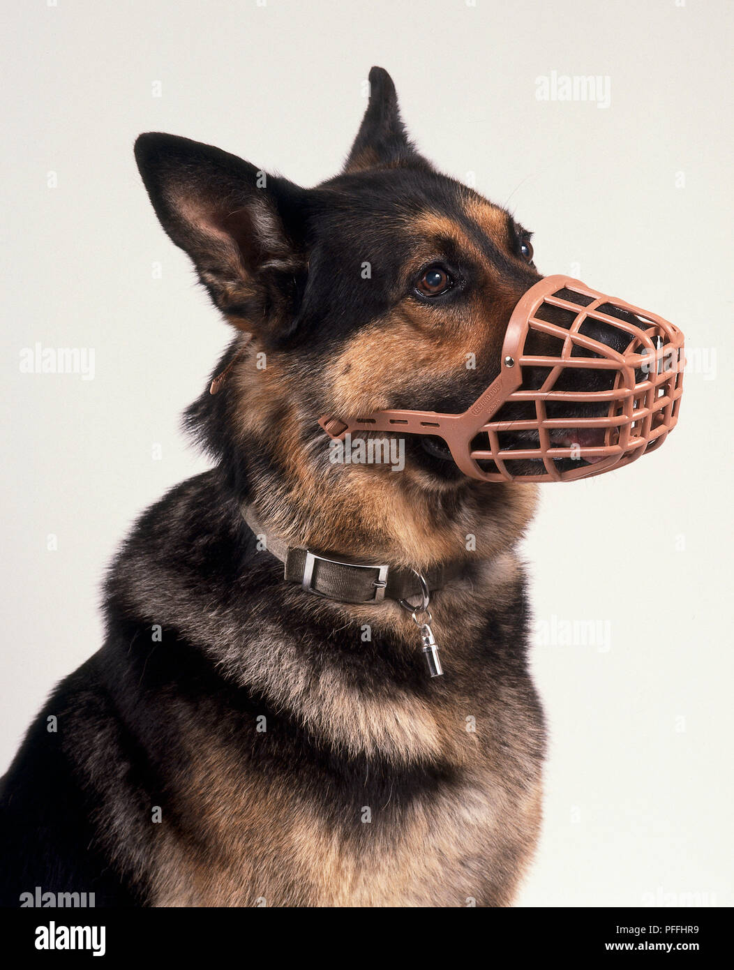 Leiter der Sitzung Deutscher Schäferhund Hund (Canis familiaris) trägt einen Maulkorb aus Kunststoff, Seitenansicht Stockfoto
