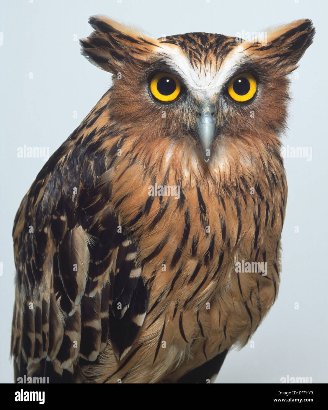 Obere Karosserie auf ein Buffy Fish-Owl, zeigt die prominenten Ohrbüschel, hooked Bill, gestreift Körper Federn, die eine feine Oberfläche Schicht flaumiger Litzen und ein flaumiger Kante, die den Klang der Vogel fliegen dämpfen. Stockfoto