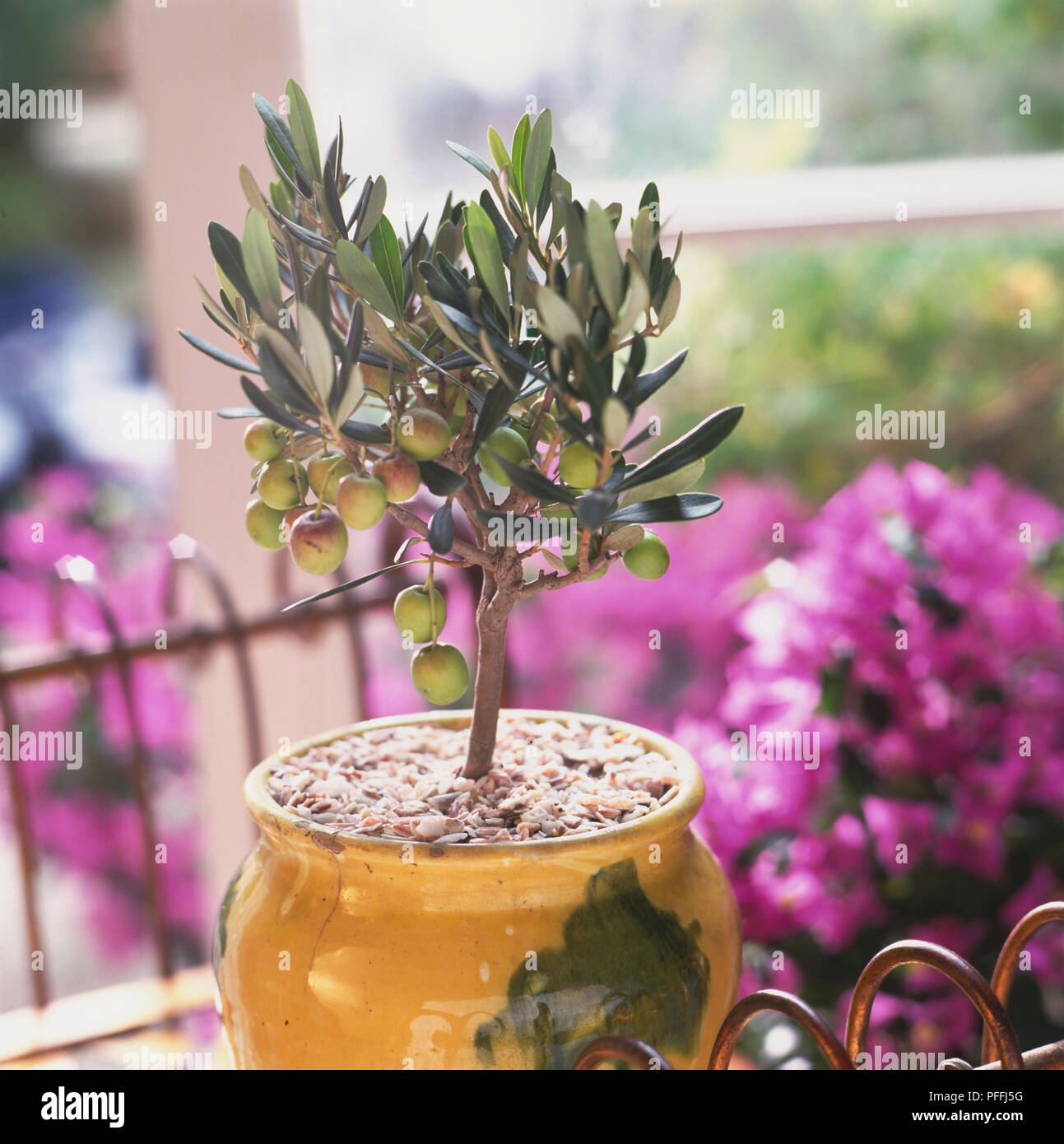 brennesseljauche thuja düngen Thuja Dünger - Mineralischer NPK Flüssigdünger mit Stickstoff main image 1