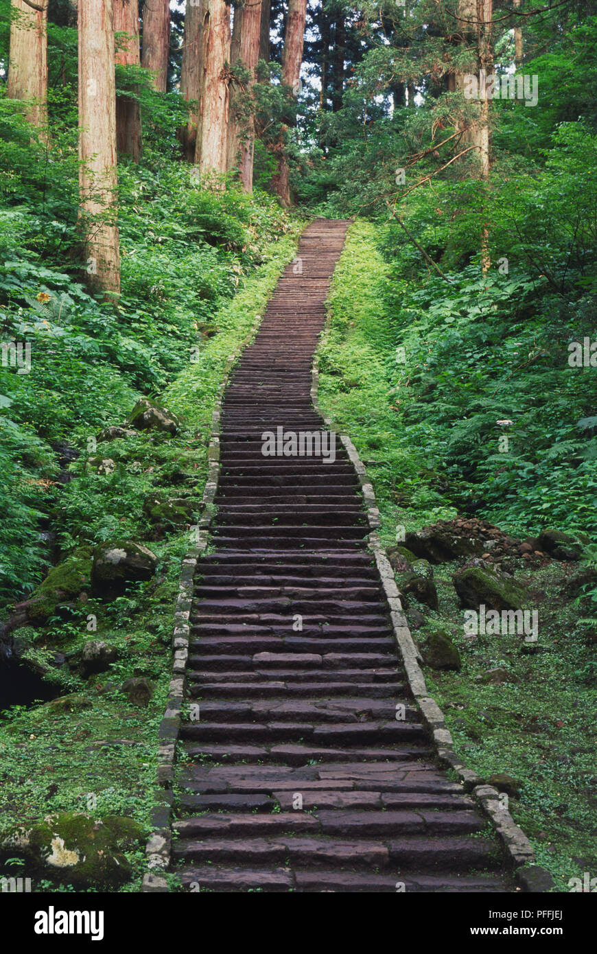 Japan, Nördliche Honshu, Dewa Sanzan, Zeder gesäumte Steintreppe, die bis zum Berg Haguro. Stockfoto