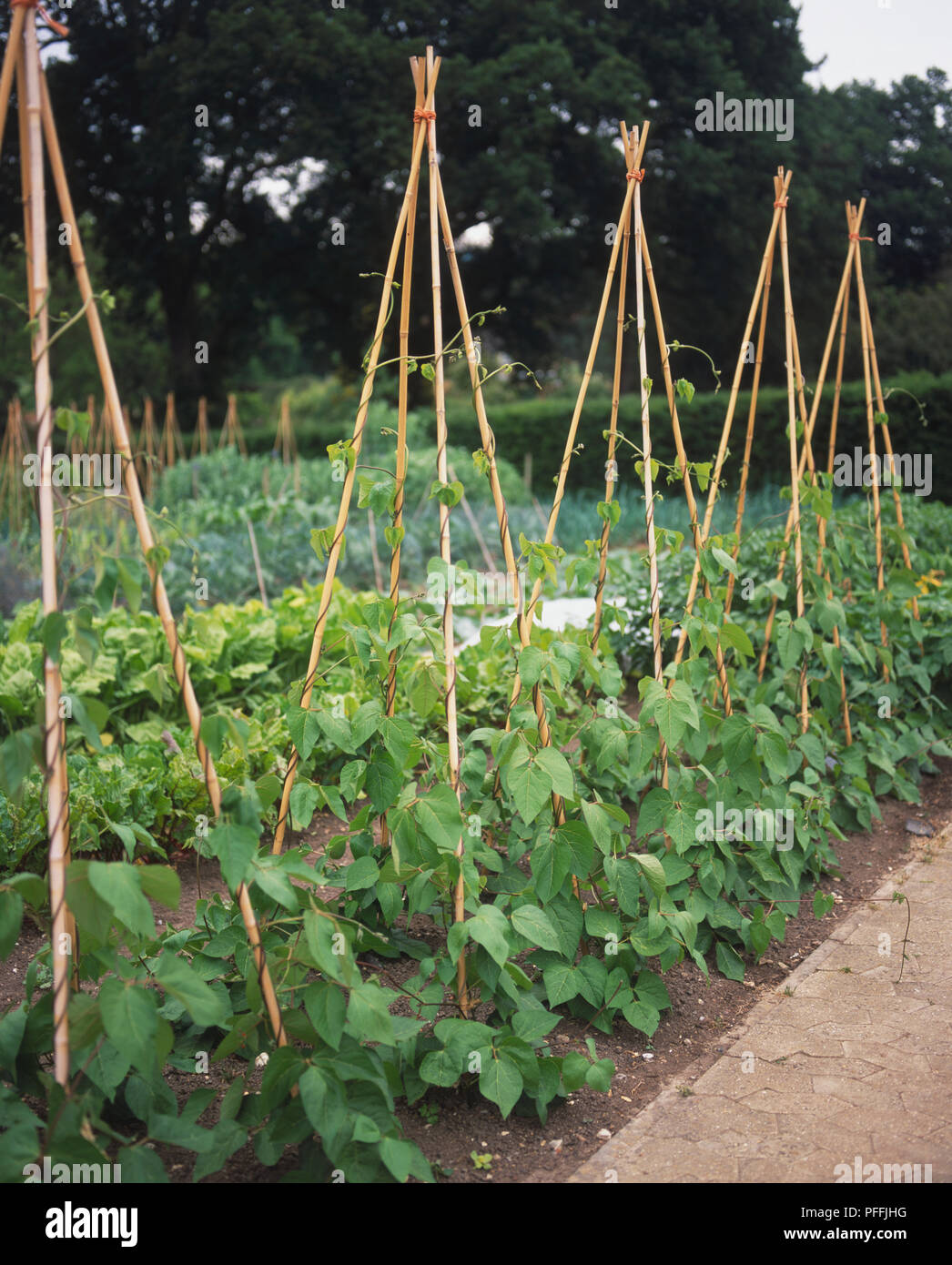 Phaseolus coccineus, Reihe von Runner Bean Pflanzen durch Stöcke im Garten wachsenden unterstützt. Stockfoto