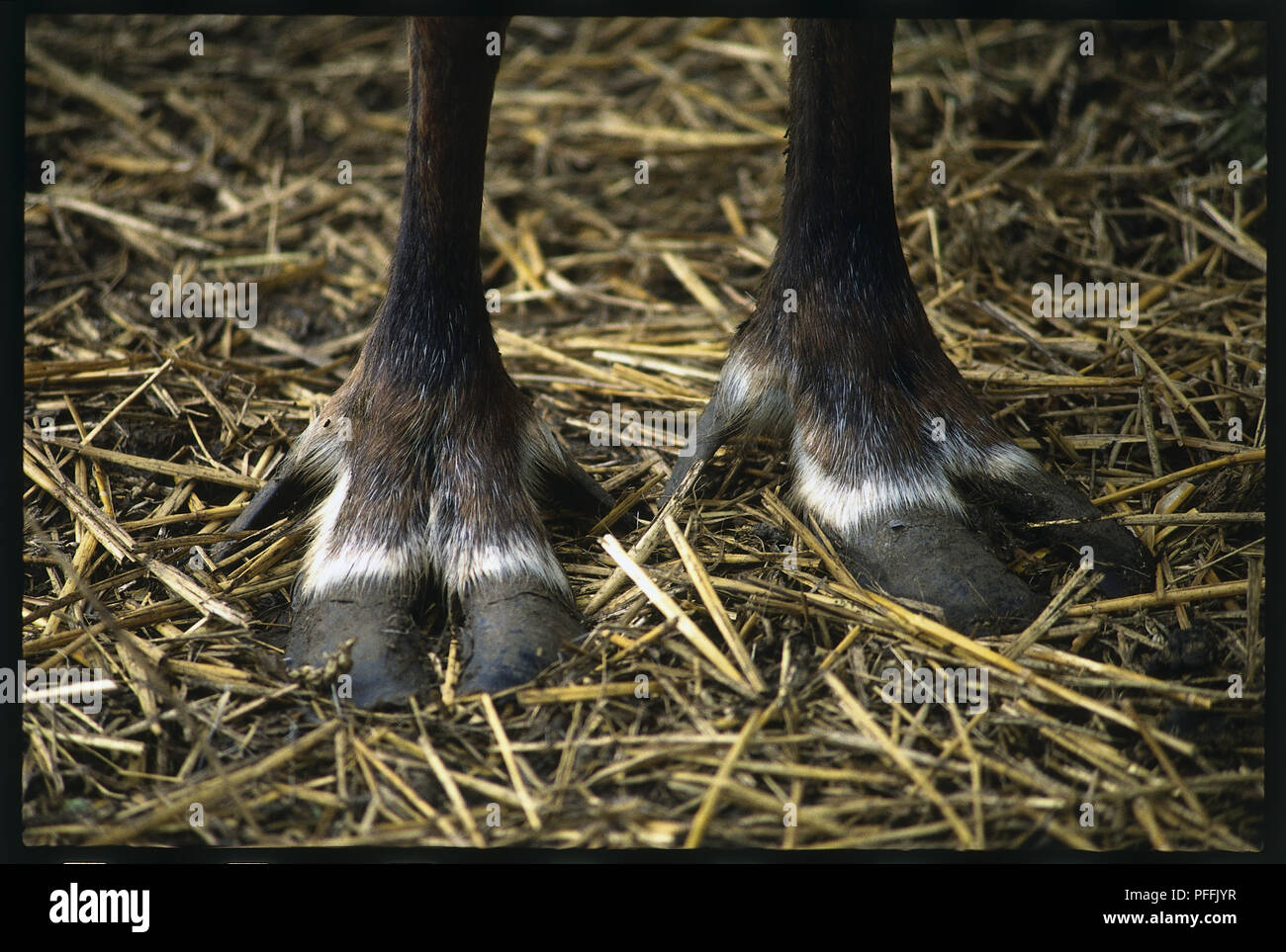 Nahaufnahme der Rentiere Hufe Stockfotografie - Alamy