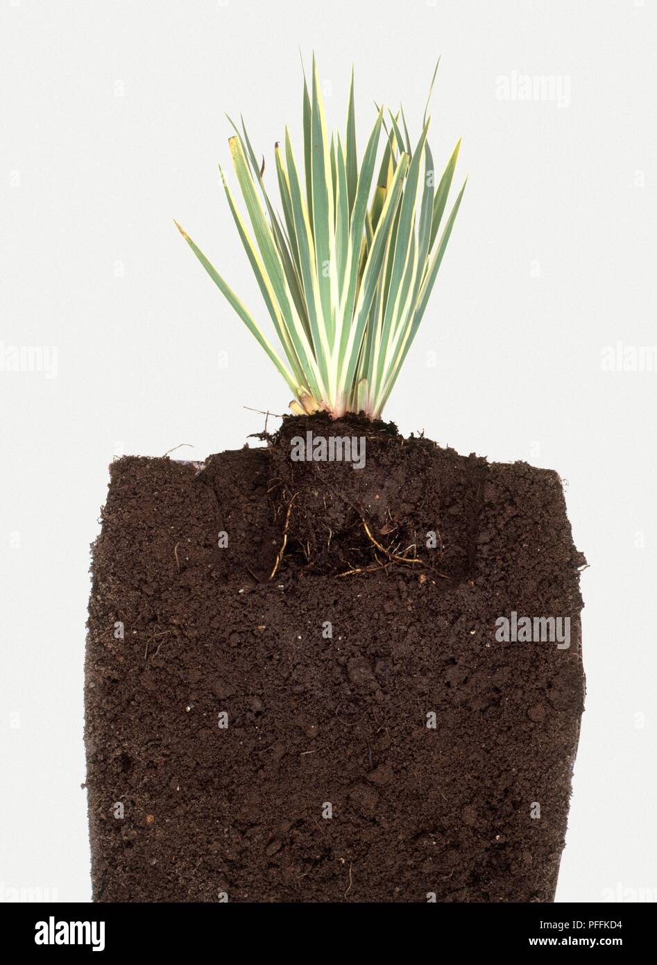 Querschnitt des Sisyrinchium striatum 'Tante May "Pflanze im Boden mit Krone ca. 2 cm unter dem Boden Stockfoto