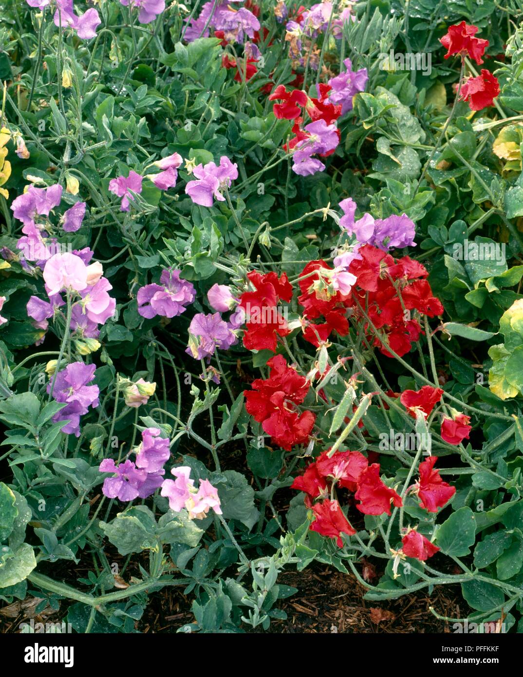 Lathyrus Odoratus (Sweet Pea), lila und roten Zwerg Zuckererbsen in Blume Stockfoto