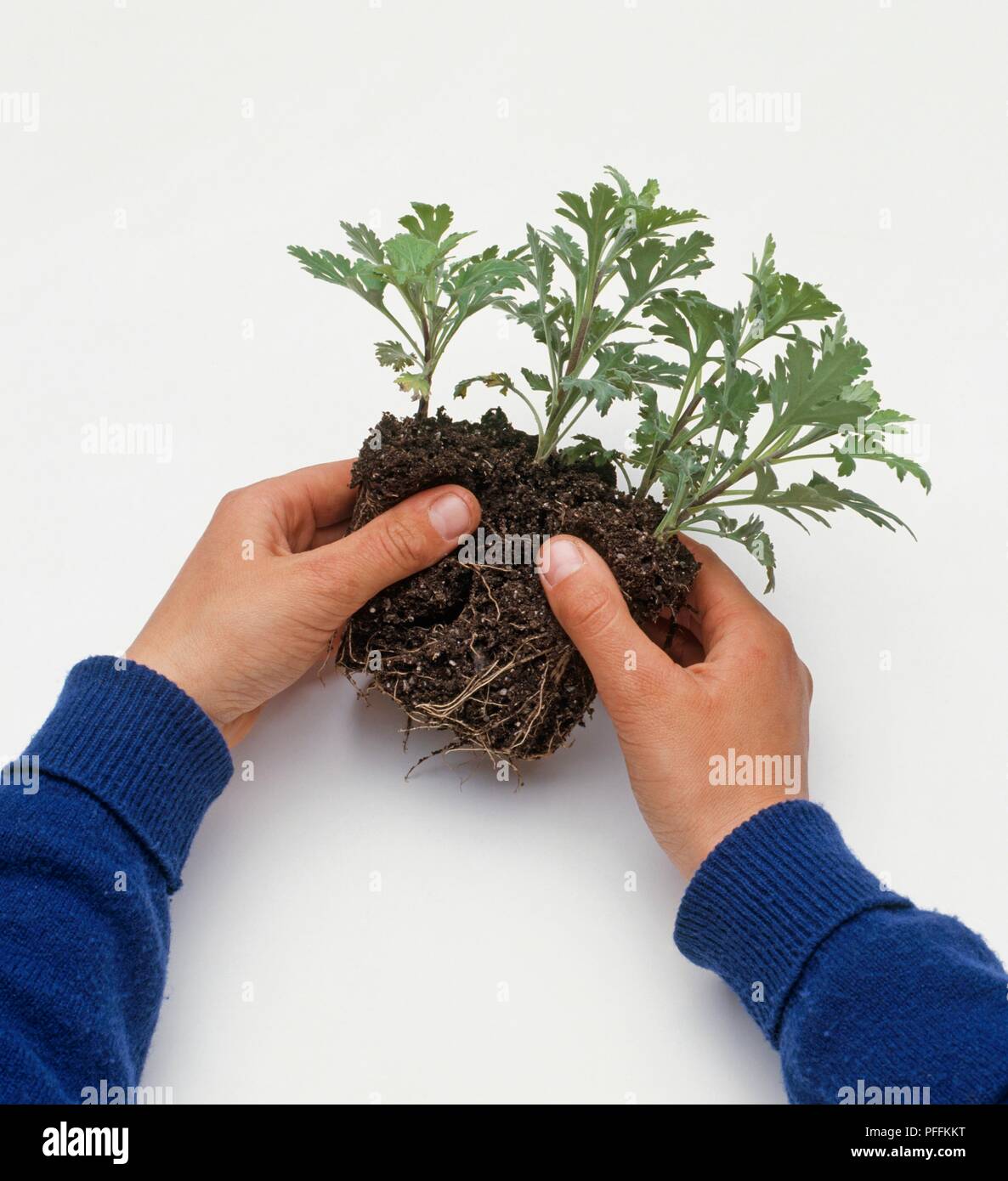 Hände Trennung verwurzelt Chrysantheme Stecklinge, close-up Stockfoto