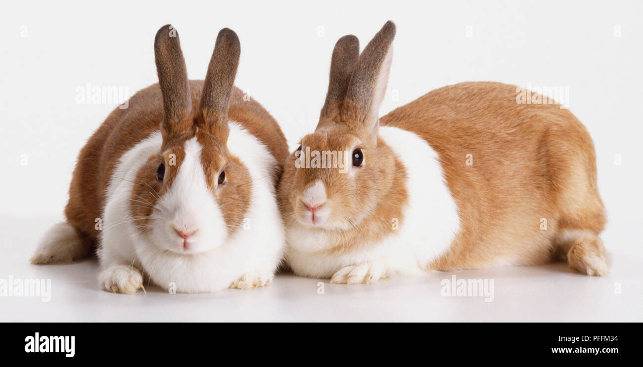 Zwei braune und weiße Kaninchen (Oryctolagus cuniculus) nebeneinander liegen, in die Kamera zu schauen. Stockfoto