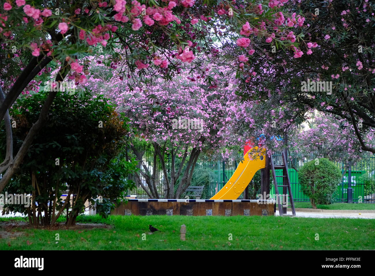 Im Park unter blühenden Bäumen schieben Stockfoto