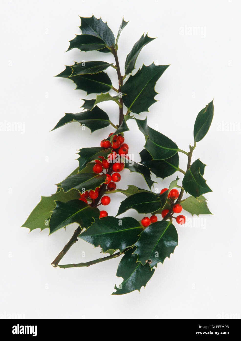 Ilex sp., zwei Stechpalmenzweige mit tiefgrünen Blättern und roten Beeren. Stockfoto