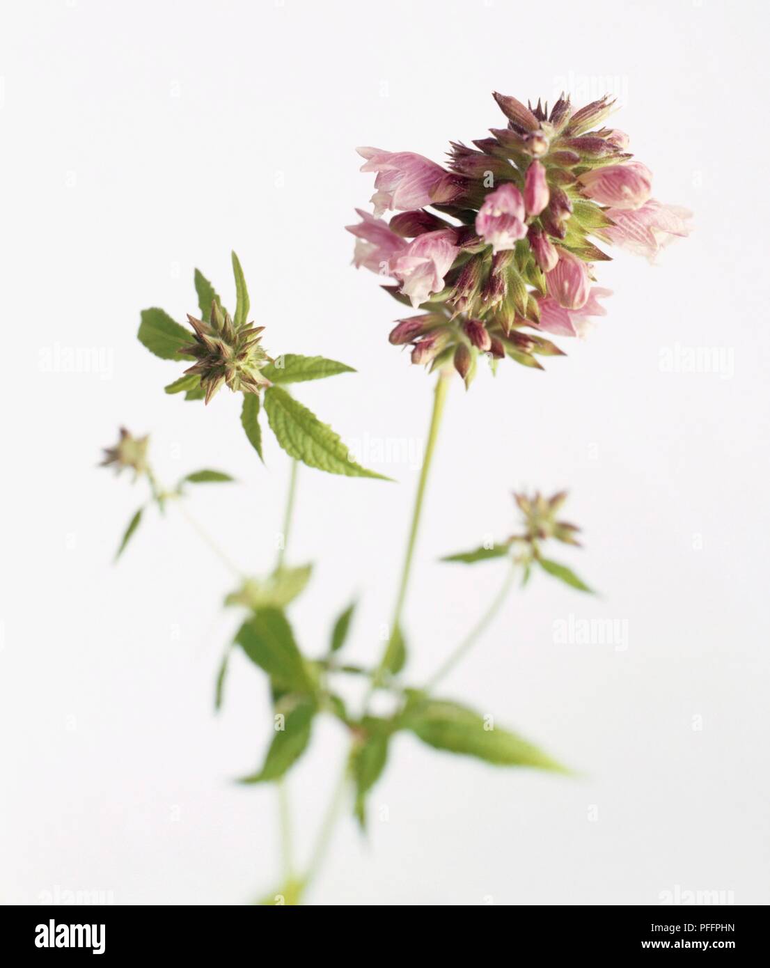 Cedronella canariensis Syn. C. triphylla (Balm in Gilead), rosa bis blass-lila Blumen und grüne Blätter auf den langen, dünnen Stangen Stockfoto