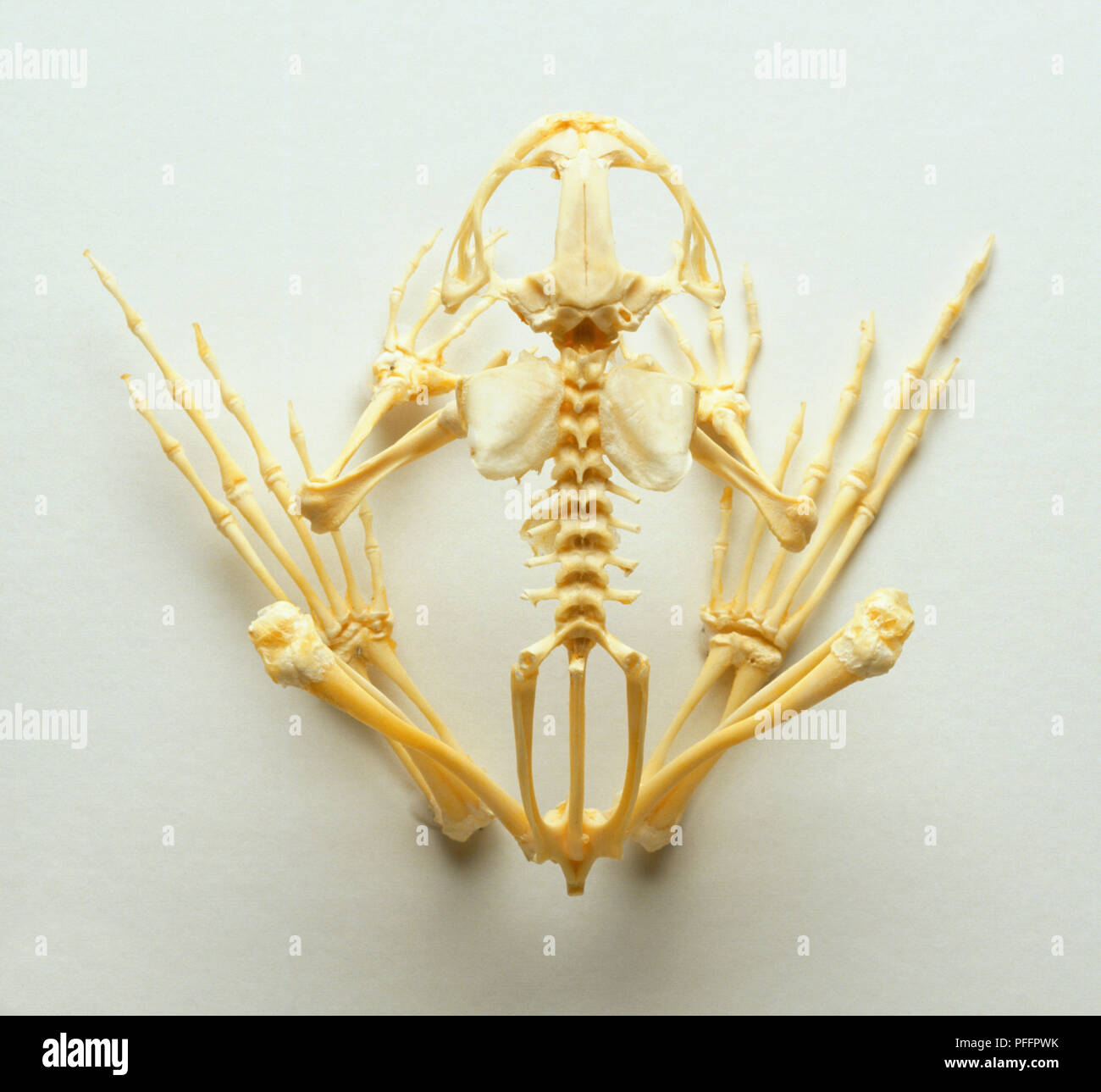 Oben Ansicht von einem Frosch Skelett in Einem hockenden Position  angeordnet Stockfotografie - Alamy