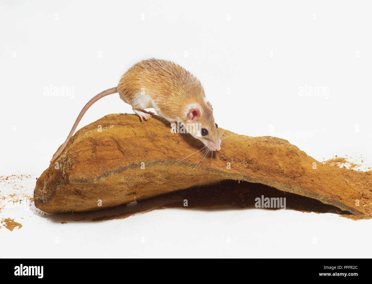 Ein gelbes stachelige Maus mit einem langen Schwanz. Stockfoto