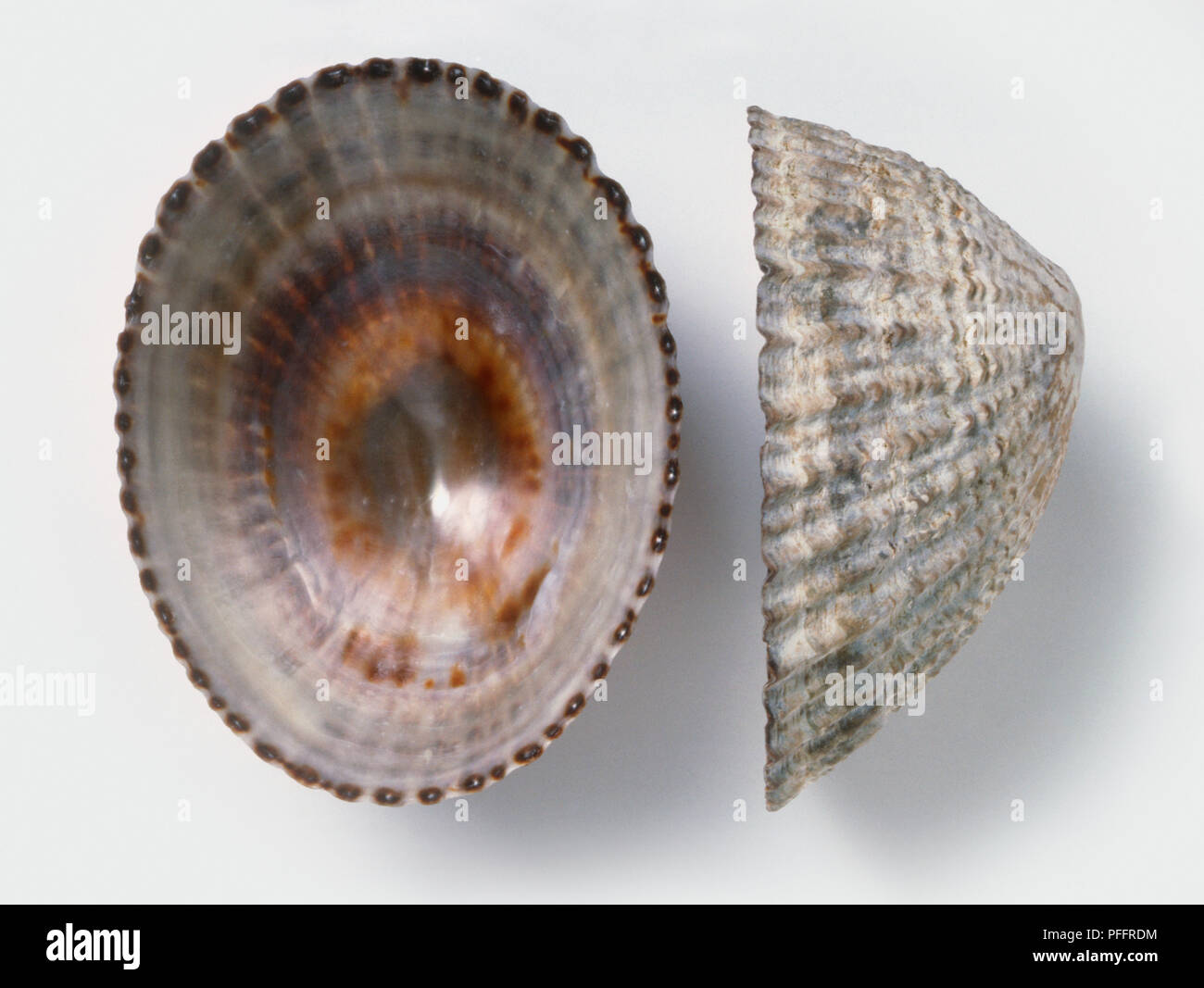 Unterseite und Seite des Goldenen limpet Shell (Nacella deaurata) Stockfoto