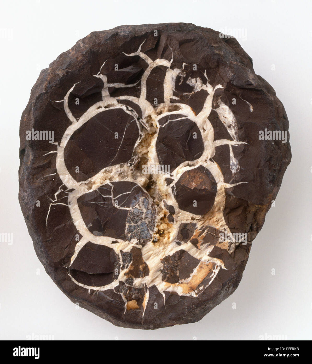 Septarian konkretion oder Septarian Knötchen in claystone, close-up Stockfoto