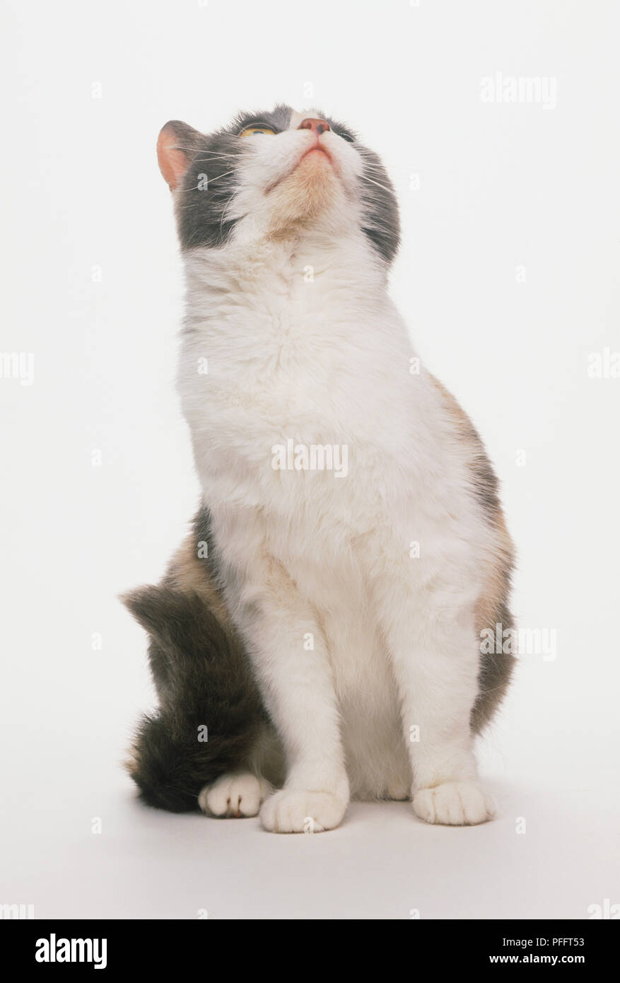 Schildpatt-weiße Katze (Felis catus) sitzen, bis der Suche, Ansicht von vorne Stockfoto