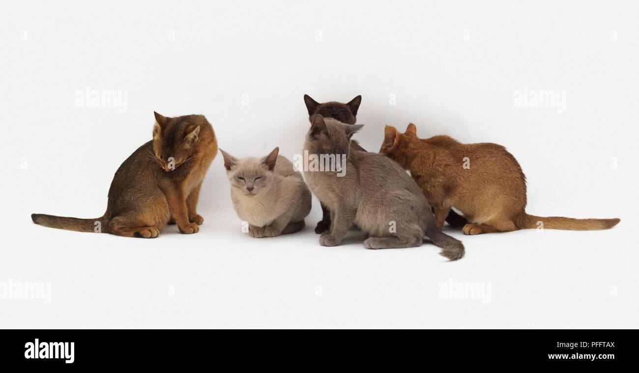 Abbyssinian- und Burma Kitten zusammen sitzen Stockfoto