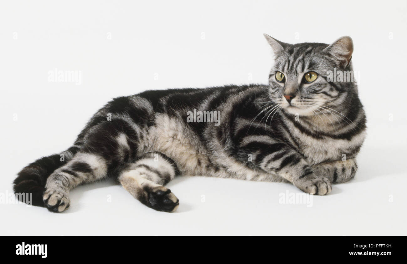 Britische silber tabby Katze liegend Stockfoto