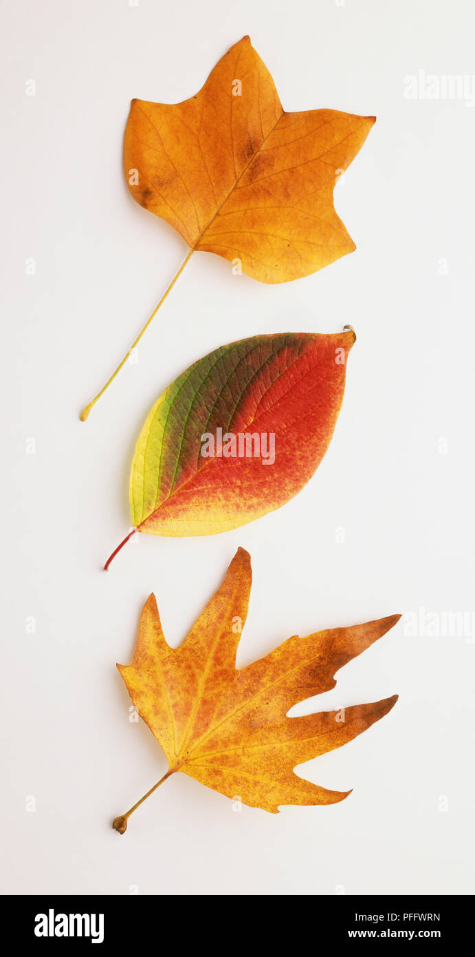 Orientalische PLATANE BLATT Stockfoto