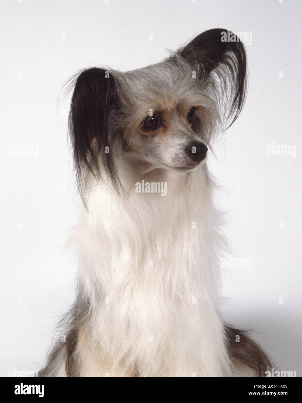 Ein Chinesischer Schopfhund der Pulver - puff Sorte mit seidigen Haaren schwarze Ohren und weiße Brust. Kopf und Hals getroffen. Stockfoto