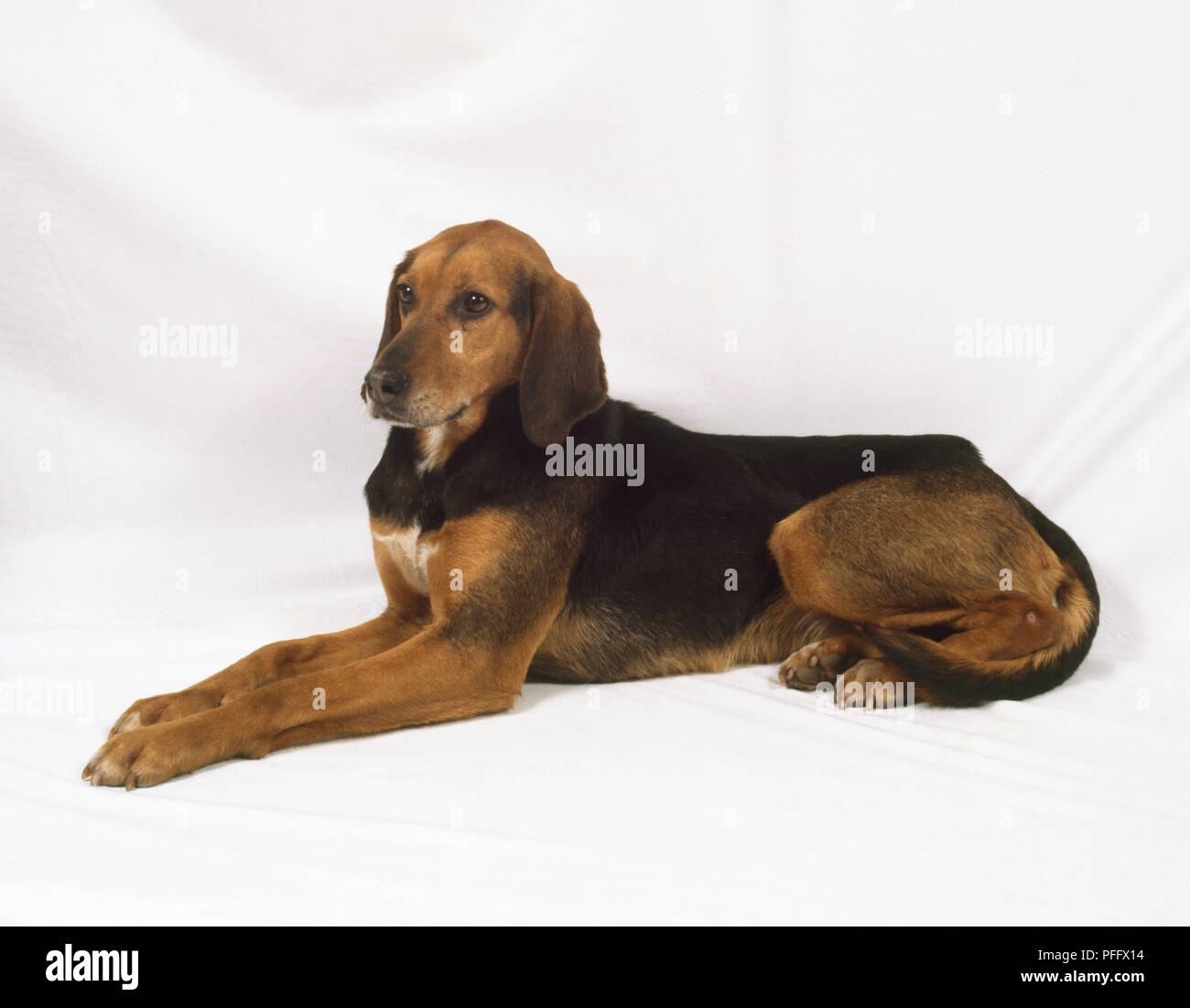 Eine tan und schwarz Kerry beagle liegt mit seinen Vorderpfoten erweitert Stockfoto