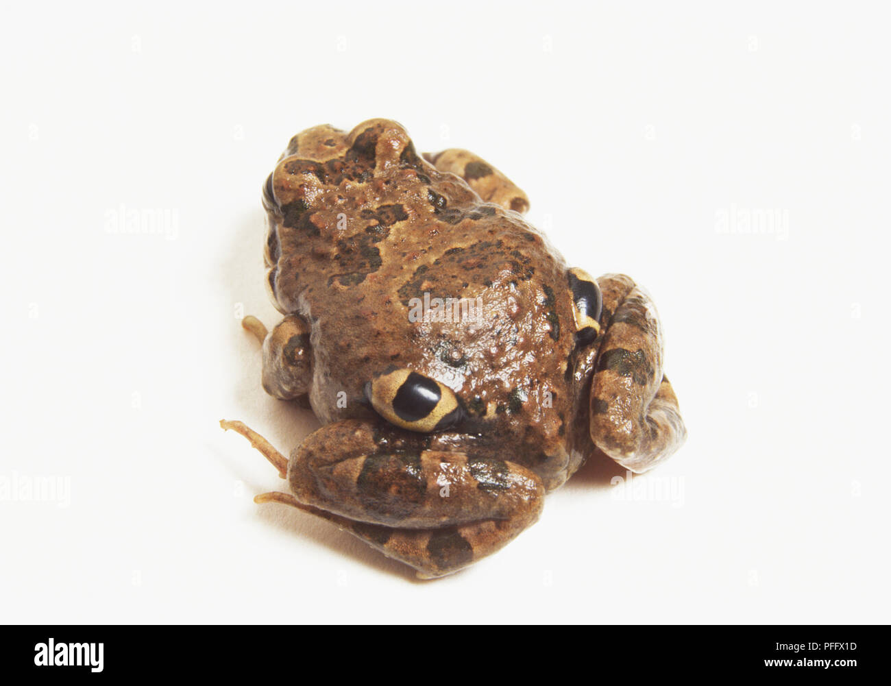 4-eyed Frog (Pleurodema thaul), Ansicht von oben. Stockfoto