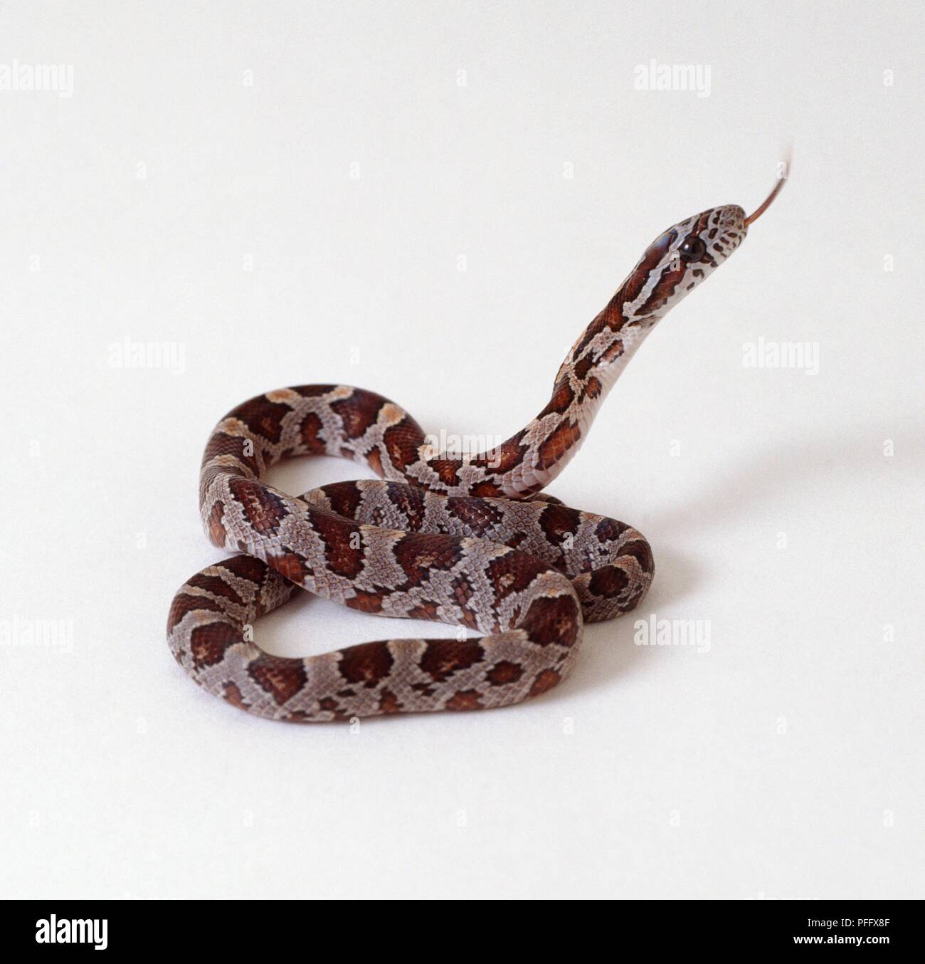 Junge Corn snake (elaphe Guttata) mit dem Kopf angehoben und Zischen Stockfoto