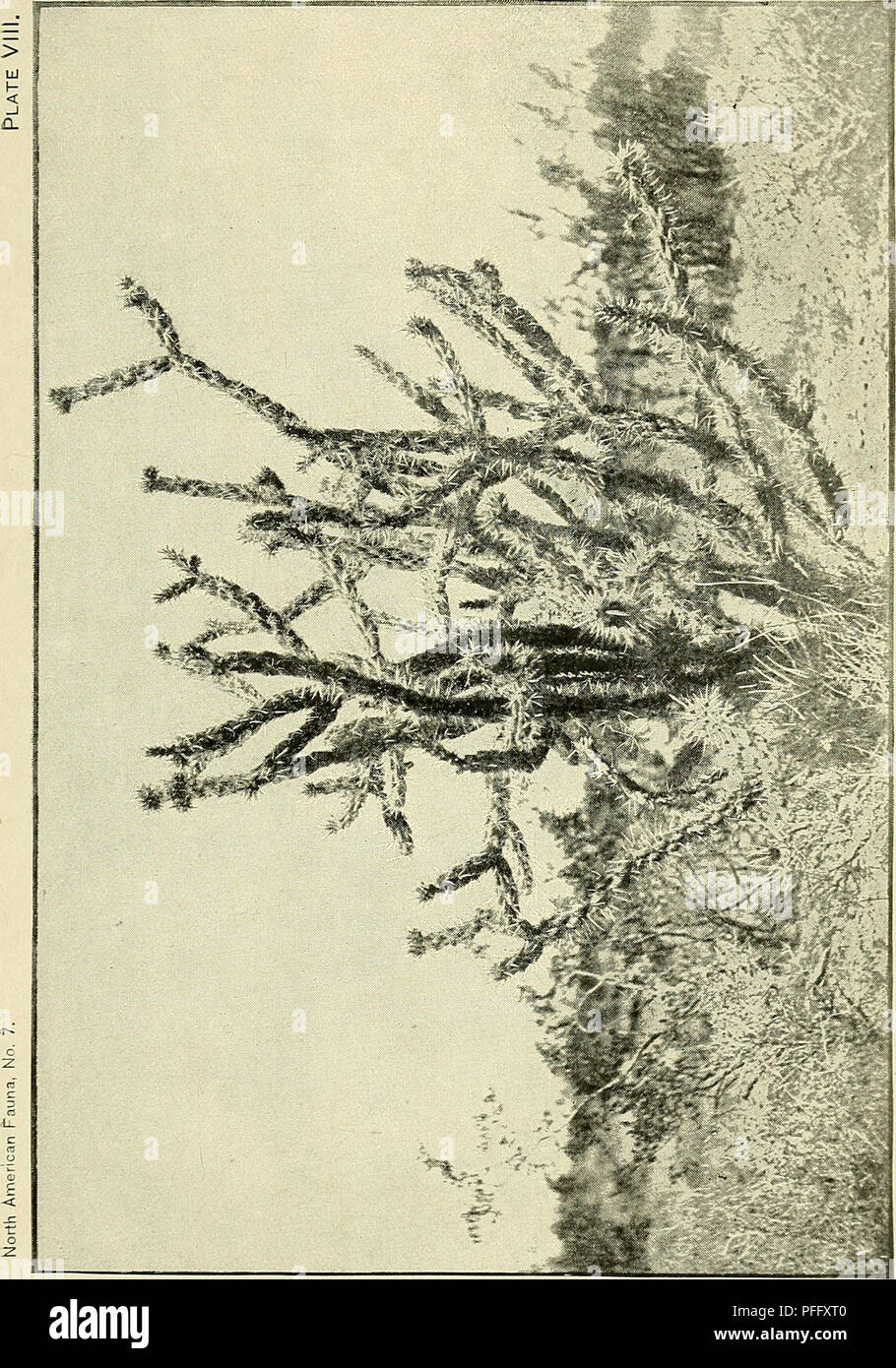 Die Death Valley Expedition führte eine biologische Untersuchung durch Kalifornien, Nevada, Arizona und Utah durch und dokumentierte Pflanzen- und Tierarten in den Wüstenregionen. Es bietet Einblicke in die Wüstenökologie und die Anpassung von Arten an extreme Umgebungen. Stockfoto