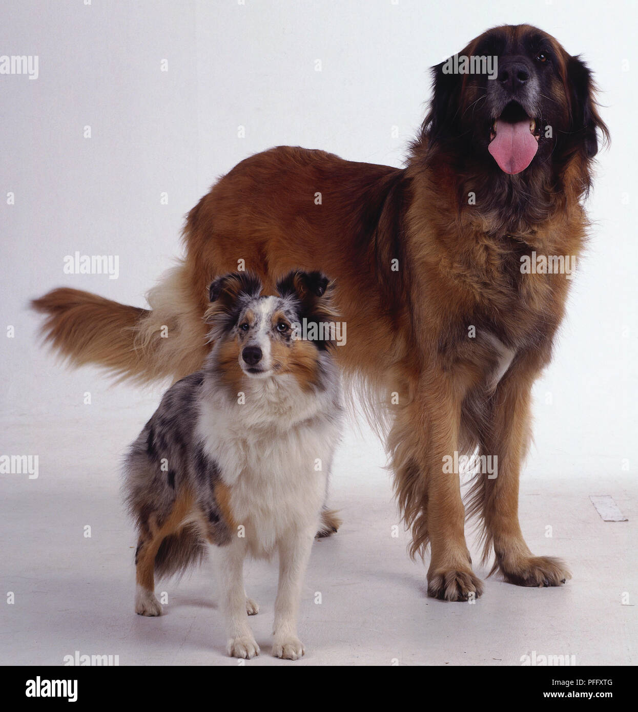 Eine große keuchend Hund mit dicken rötlich-braunen Fell steht neben einem kleineren weiß, schwarz und tan Hund. Stockfoto
