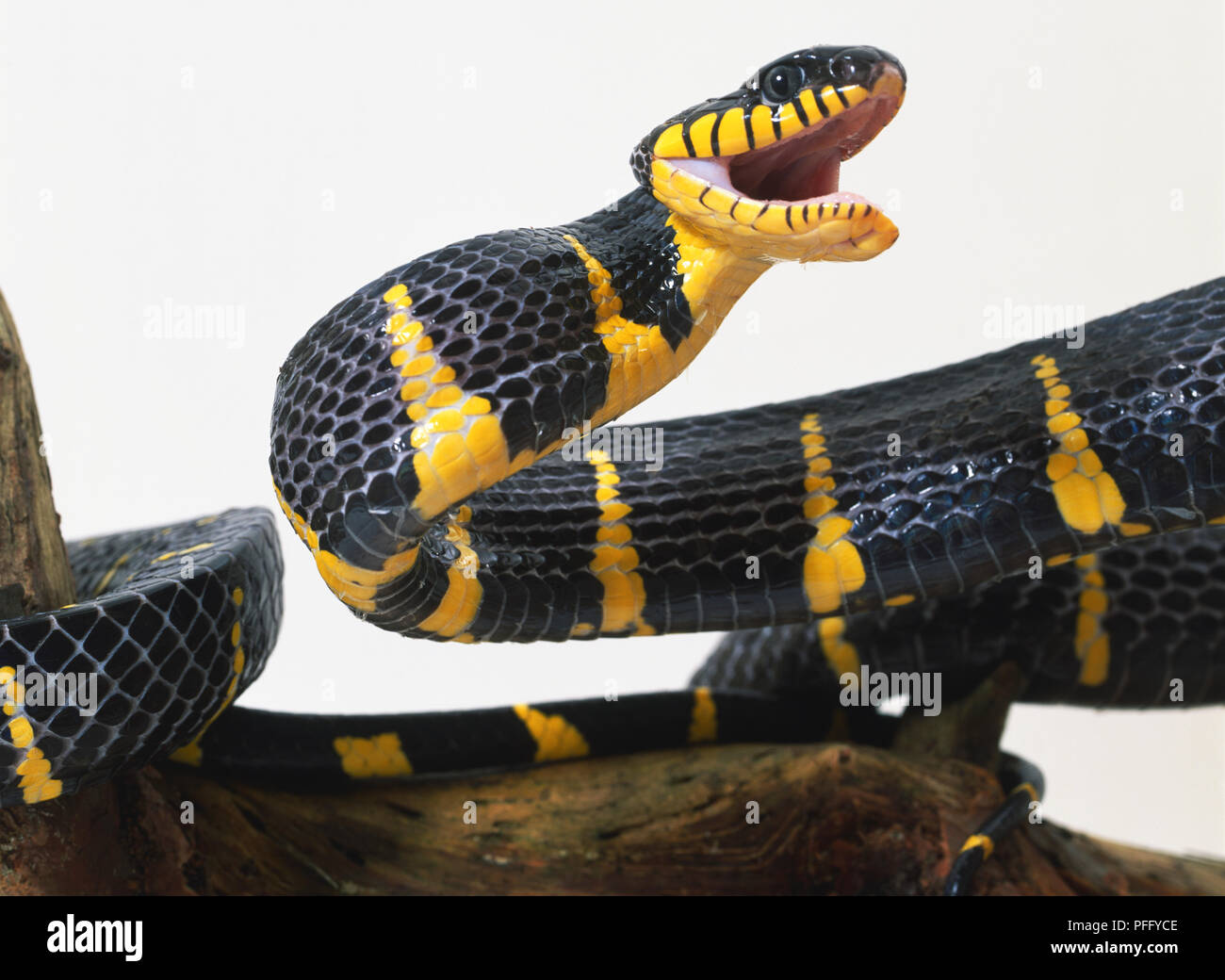 Mangrove Schlange, lebendige schwarze und gelbe Färbung, Mund weit geöffnet Beute als reißzähne zum Streik an der Rückseite des Mundes. Stockfoto