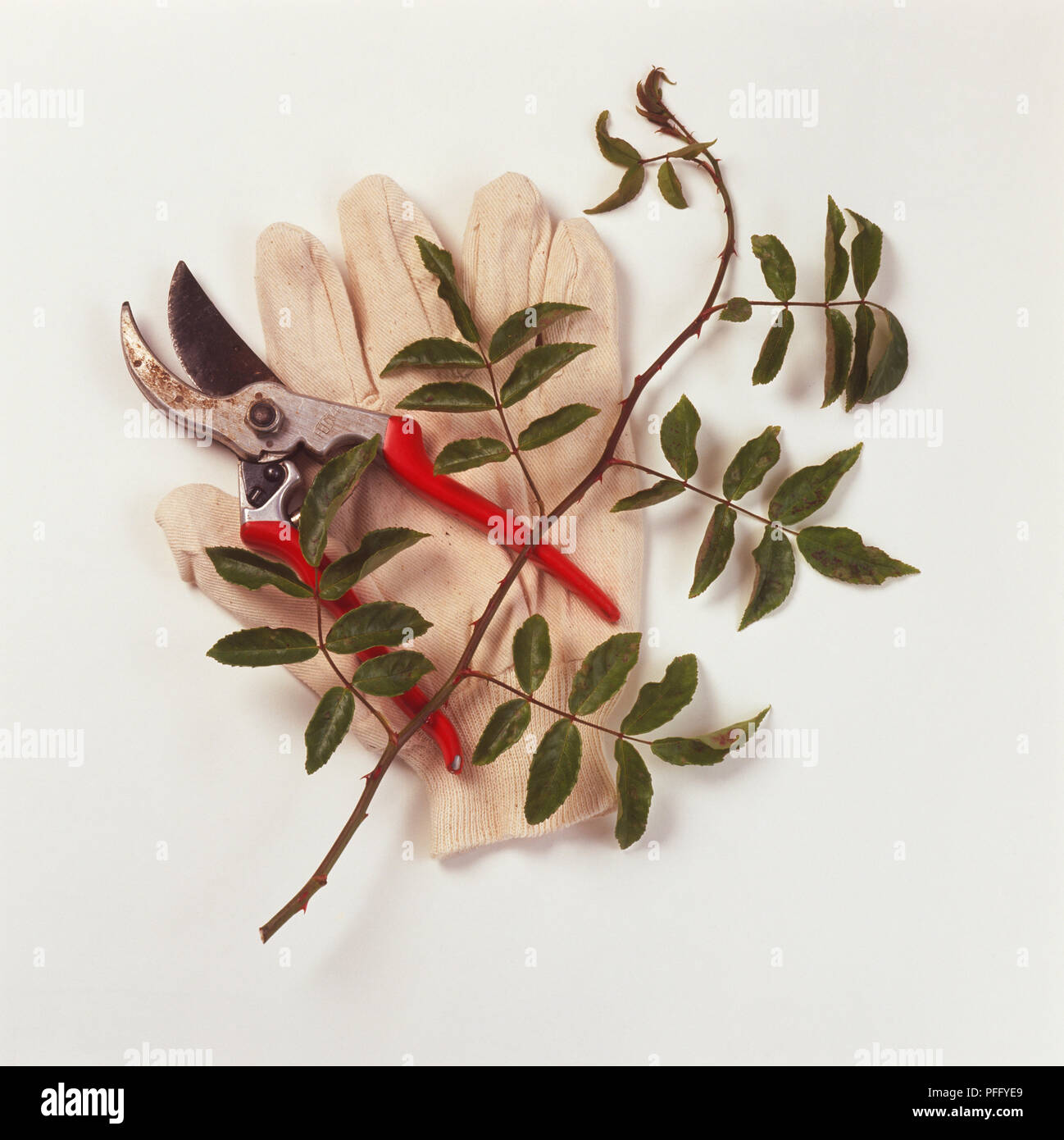 Baum-, Reb- und Gartenscheren sowie einem grünen Baum Zweig gelegt über einen Garten Handschuh, Vorderansicht. Stockfoto