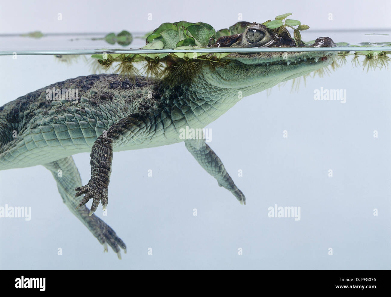 Seitenansicht der Brillenbär, Caiman crocodilus Caiman, mit Kopf halb unter Wasser weed abgedeckt. Stockfoto