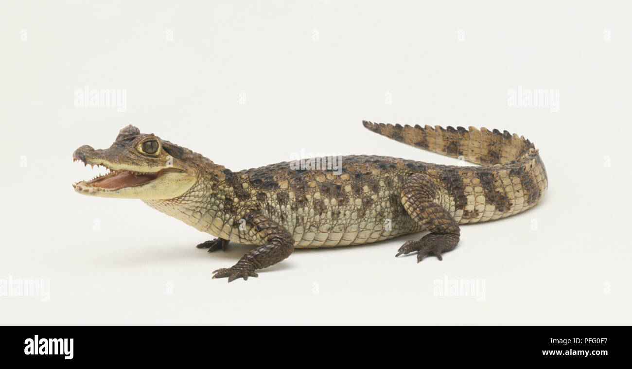 Spectacled Kaimane (Caiman crocodilus), Seitenansicht. Stockfoto