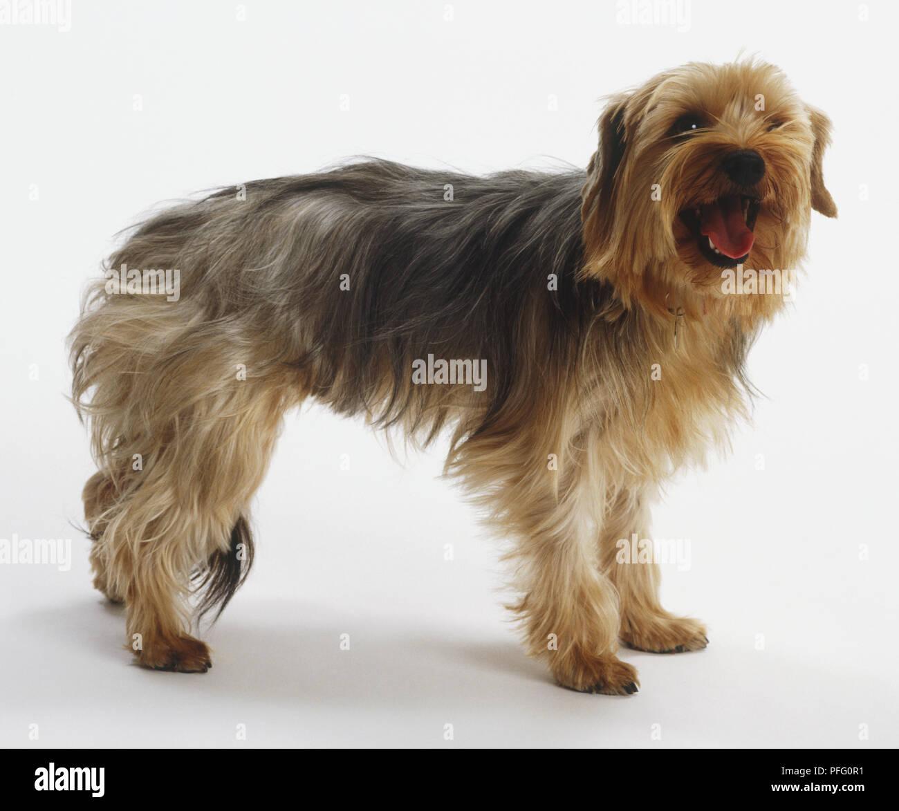 Ständigen Yorkshire Terrier (Canis familiaris), Seitenansicht Stockfoto