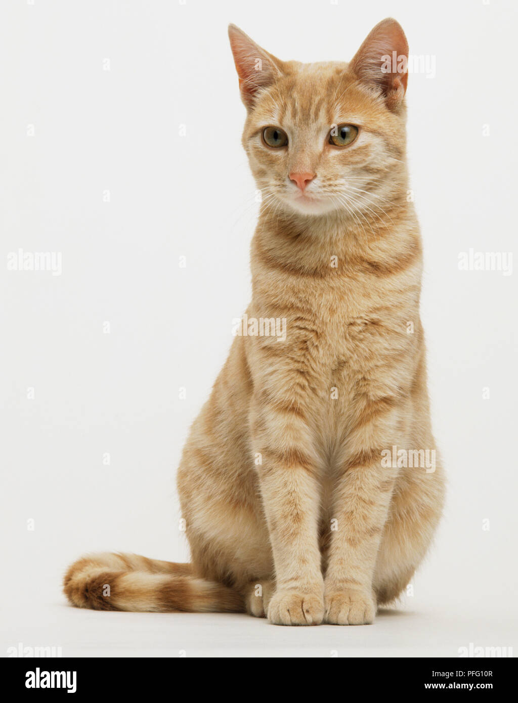 Ginger tabby Katze sitzt. Stockfoto