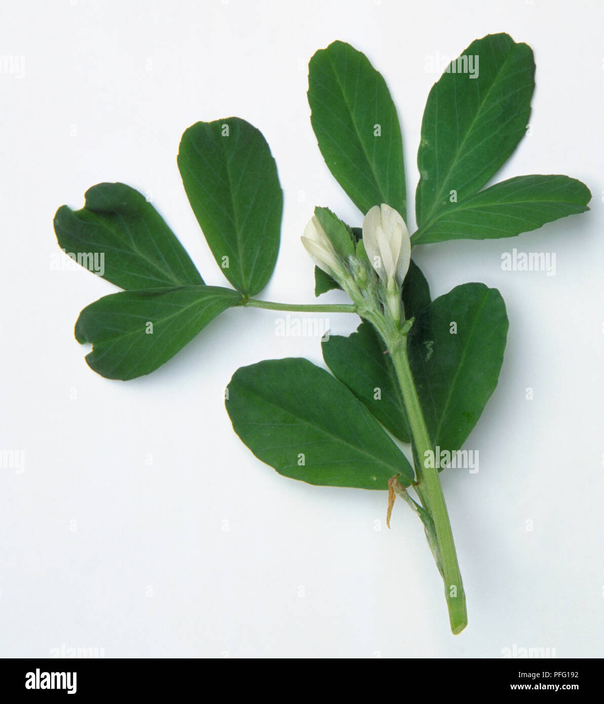 Trigonella foenum-Graecum, Bockshornklee, montiert Jährliche, schlanken Stamm mit dreiblättrigen Blätter und Cremeweiß peaflowers. Stockfoto