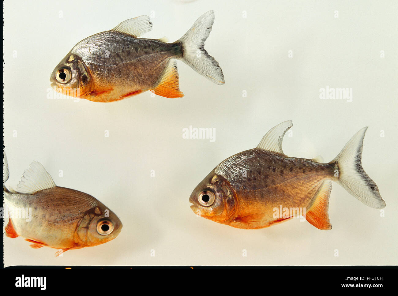 Drei Red-bellied Piranhas Stockfoto
