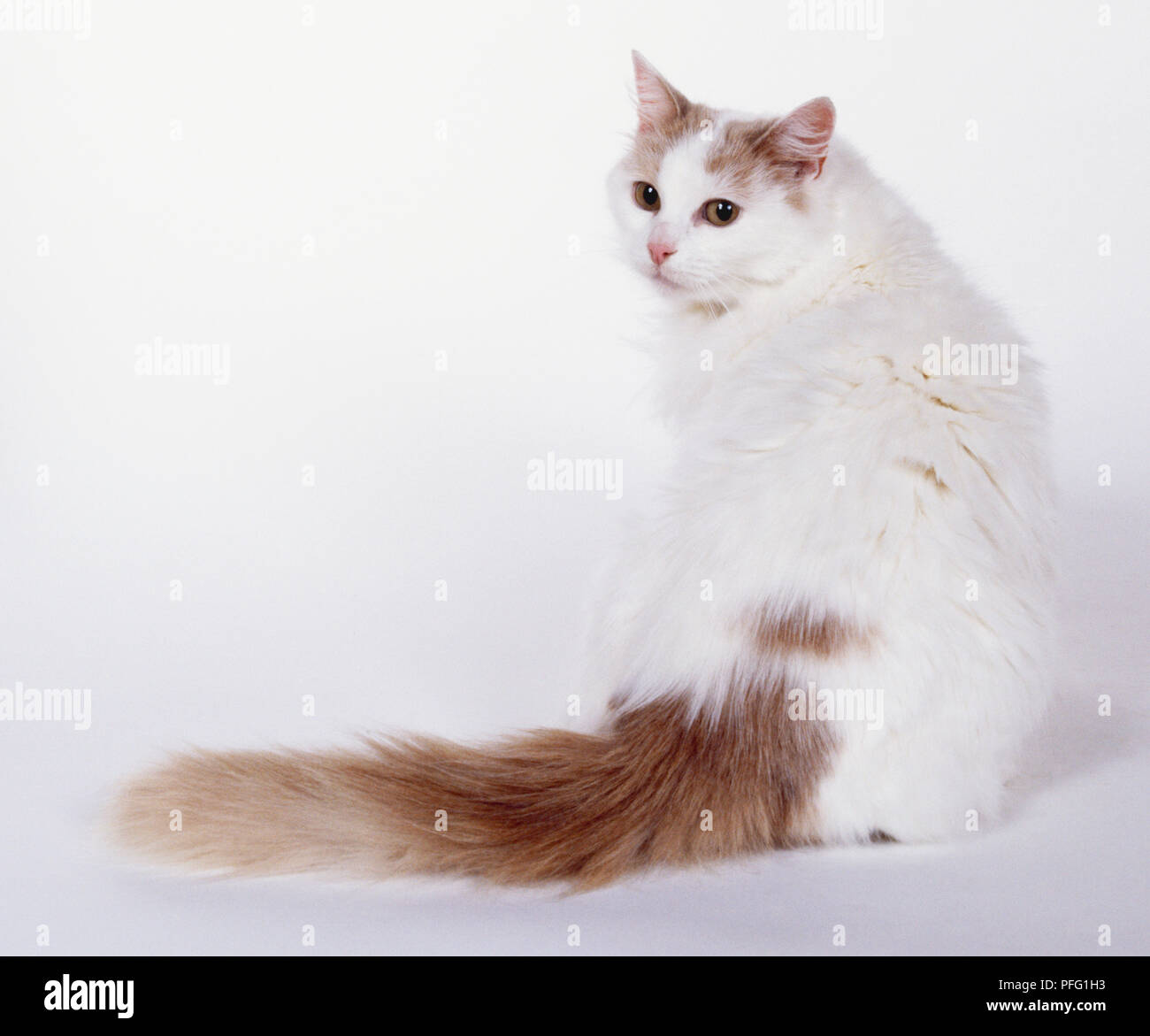 Sahne Türkisch Van Katze (Felis catus) Stockfoto