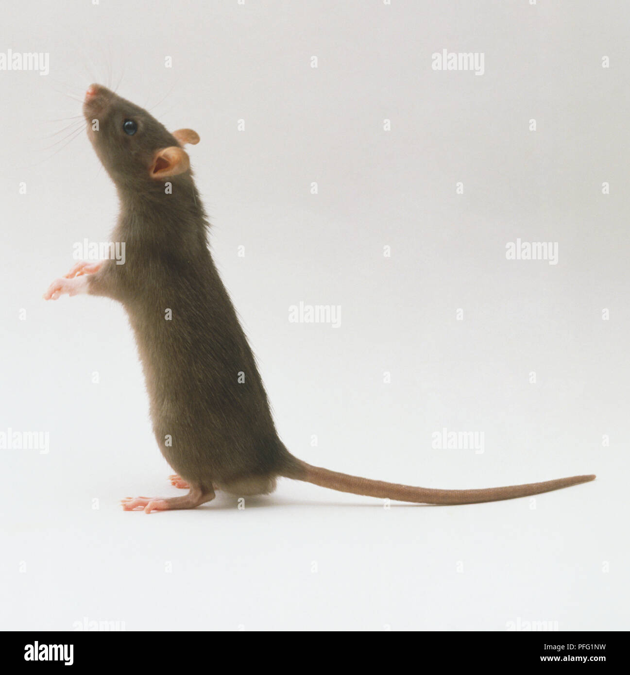 Braune Ratte (Rattus norvegicus) auf seinen Hinterbeinen, Seitenansicht. Stockfoto