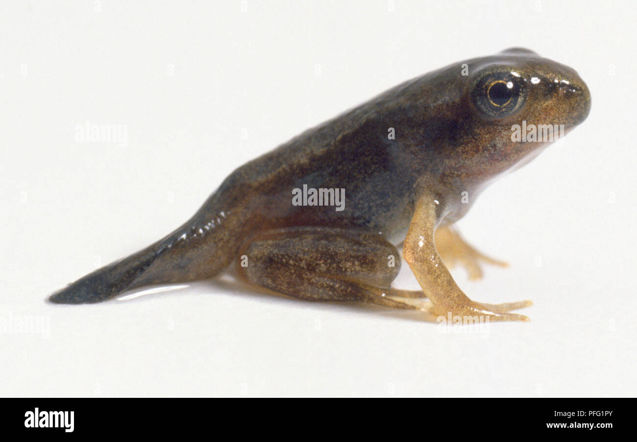 Frosch im Alter von zwölf Wochen sittig, langen Schwanz zum Schwimmen,  vorderen Zehen auf dem Boden gespreizt, Seitenansicht Stockfotografie -  Alamy
